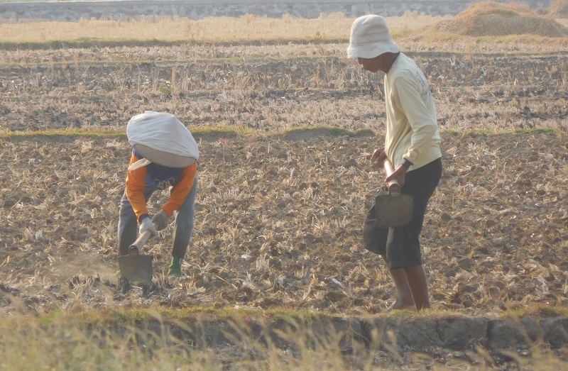 Sepasang petani sedang menyiapkan lahan menyambut musim hujan di sawah Desa Grobolsari, Pucakwangi, Rabu (23/10/2019) / Clakclik.com