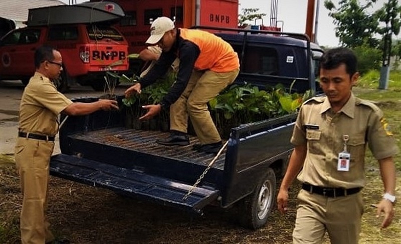 Petugas BPBD Pati menyiapkan bibit aren untuk dikirim ke Kendeng Utara, Senin (27/1/2020) / twittwe @bpbd_pati