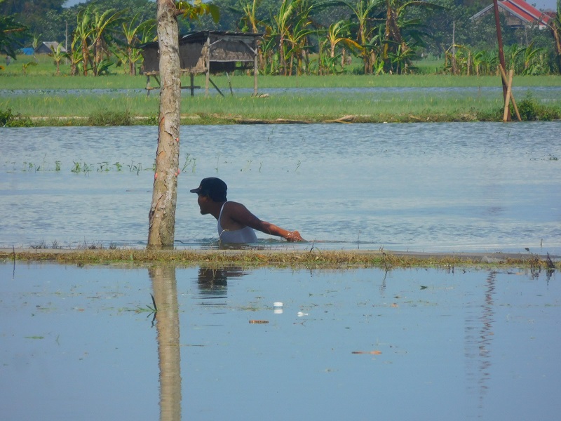 Sawah di Desa Bungasrejo, Jakenan, Sabtu (7/1/2023) / Clakclik.com