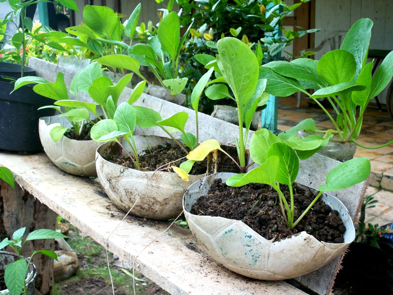 Bola plastik yang sudah rusak dimanfaatkan untuk pot tanaman sayur di Desa Babalan, Kec. Gabus, Pati. Warga desa ini memanfaatkan barang bekas yang sudah menjadi sampah untuk pot tanaman sayur di pekarangan.