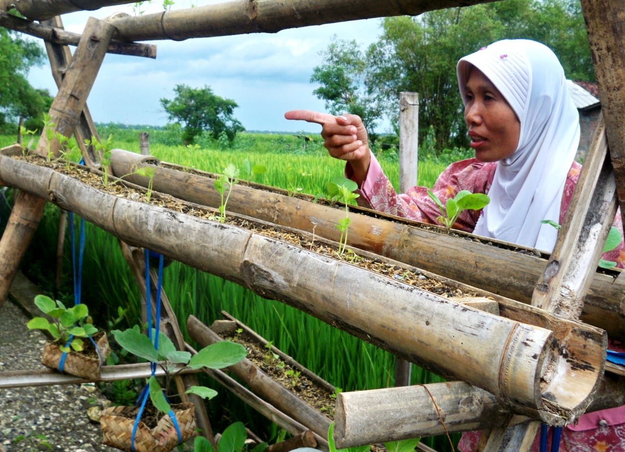 Seorang perempuan warga Desa Babalan, Kec. Gabus, Pati sedang melakukan pengamatan tanaman sayuran di pekarangan rumahnya. 
