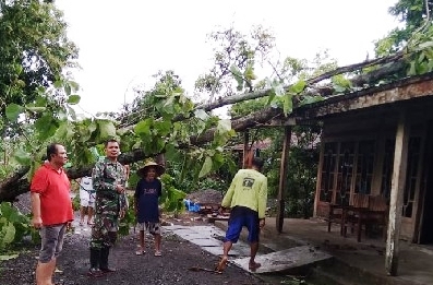 Pohon tumbang menimpa rumah warga / Istimewa