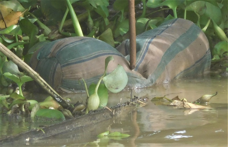 Foto: Bantal di Sungai Juwana / Clakclik.com