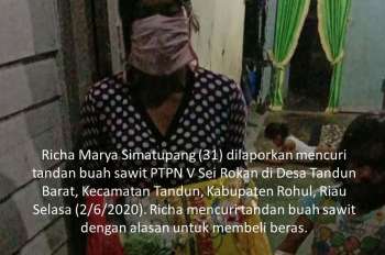 Richa Marya Simatupang (31) dilaporkan mencuri tandan buah sawit PTPN V Sei Rokan di Desa Tandun Barat, Kecamatan Tandun, Kabupaten Rohul, Riau Selasa (2/6/2020). Richa mencuri tandan buah sawit dengan alasan untuk membeli beras.
Ibu 3 Anak Mencuri Sawit 3 Tandan untuk Beli Beras